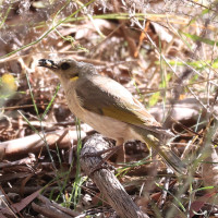 Fuscous Honeyeater